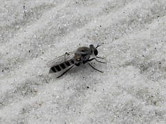 Laphystia texensis