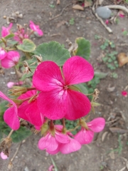 Pelargonium