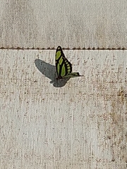 Philaethria diatonica