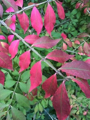 Euonymus alatus