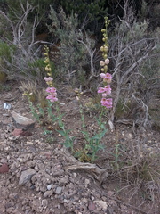 Penstemon palmeri