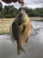 Lepomis gibbosus × macrochirus