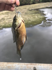 Lepomis gibbosus × macrochirus