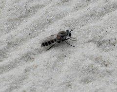 Laphystia texensis