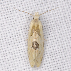 Aethes angustana