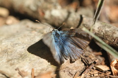 Polyommatus eros