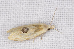Aethes angustana