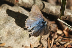 Polyommatus eros