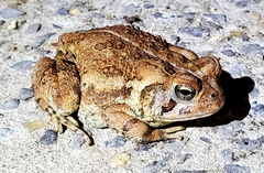 Anaxyrus terrestris