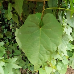 Ipomoea funis