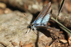 Polyommatus eros