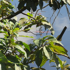 Barringtonia acutangula