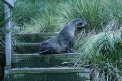 Arctocephalus gazella