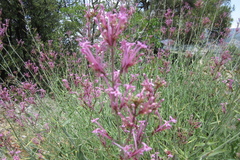 Centranthus longiflorus