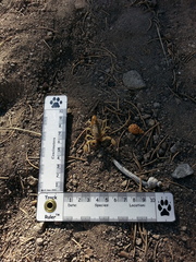 Anuroctonus phaiodactylus