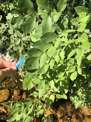 Fraxinus pennsylvanica