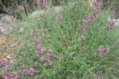 Centranthus longiflorus