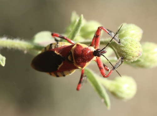 Yellow-bellied Bee Assassin photo 3