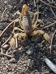 Anuroctonus phaiodactylus