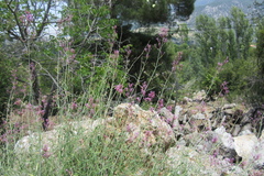 Centranthus longiflorus
