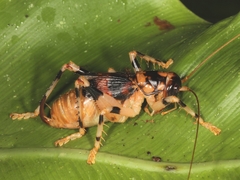 Larnaca nigrata