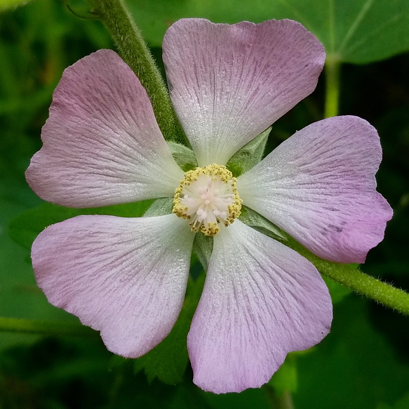 Iliamna remota