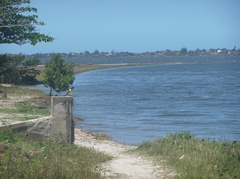 Pitangus sulphuratus