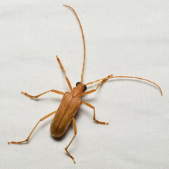 Centrodera