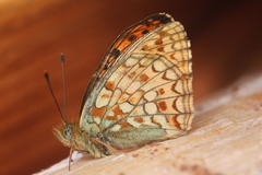 Argynnis adippe