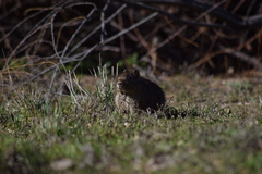 Galea leucoblephara