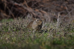 Galea leucoblephara