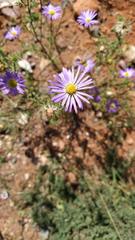 Machaeranthera tanacetifolia