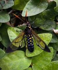 Isanthrene incendiaria
