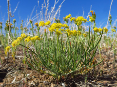 Lomatium farinosum hambleniae