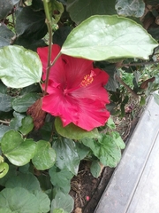 Hibiscus rosa-sinensis