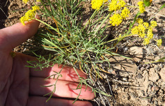 Lomatium farinosum hambleniae
