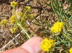 Lomatium farinosum hambleniae