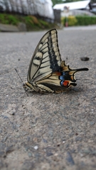 Papilio machaon hippocrates