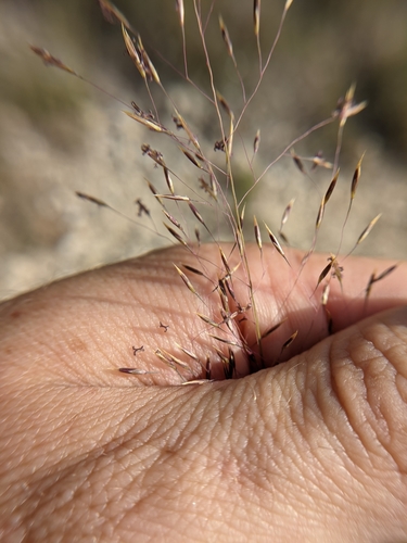 Seep Muhly