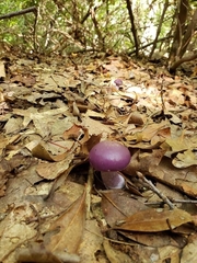 Cortinarius porphyroideus