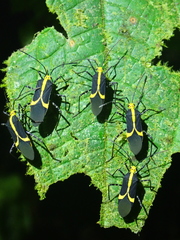 Hypselonotus linea