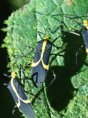 Hypselonotus linea