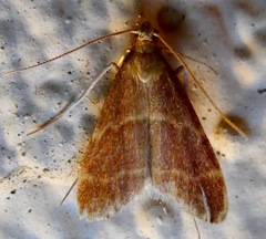 Arta epicoenalis