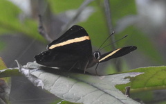 Abisara fylla