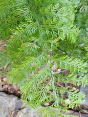 Asplenium gracillimum