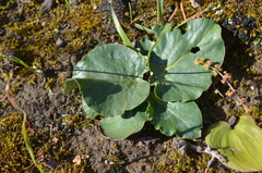 Pelargonium asarifolium