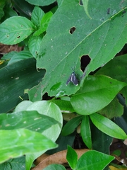 Uranophora terminalis