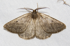 Somatolophia ectrapelaria