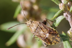 Stictopleurus punctatonervosus