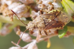 Stictopleurus punctatonervosus